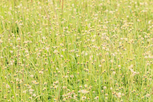 Blumenwiese Der Natur — Stockfoto