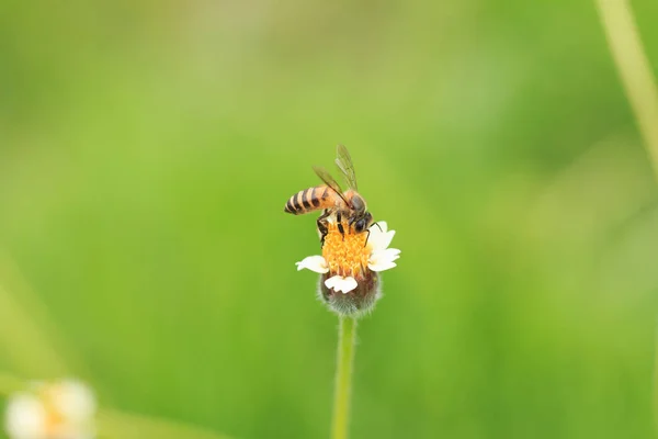 Abeille Sur Herbe Fleur — Photo