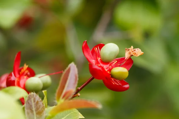 Piccolo Fiore Rosso Natura — Foto Stock