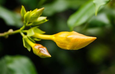 güzel sarı bud çiçek