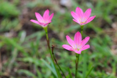 Pembe yağmur lily (Zephyranthes candida çiçek tomurcuğu)