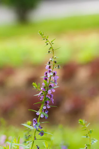 Kis Lila Virág Kert — Stock Fotó