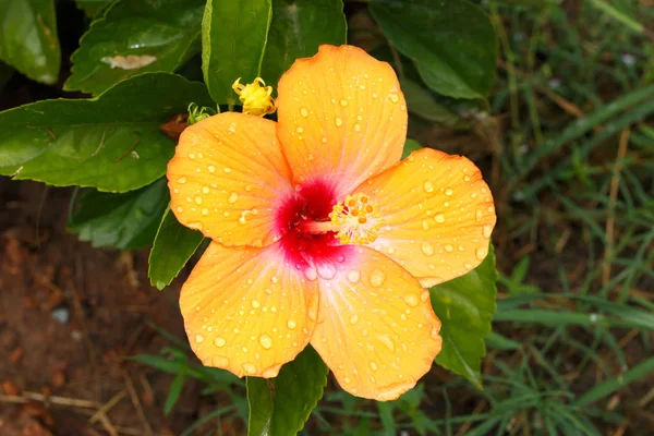 Hibisco Laranja Após Chuva — Fotografia de Stock