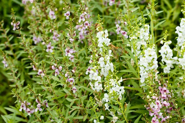 Kis Lila Fehér Virág Kert — Stock Fotó