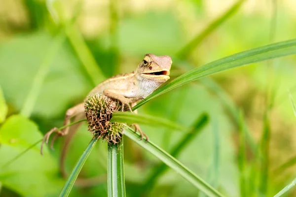 Thajsko Chameleon Druhů Lese — Stock fotografie