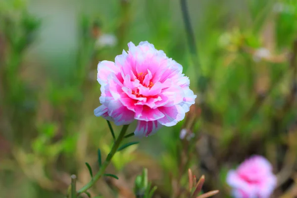 庭でピンクのマツバボタンの花 — ストック写真