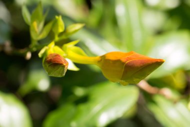 güzel sarı bud çiçek kadar kapatın