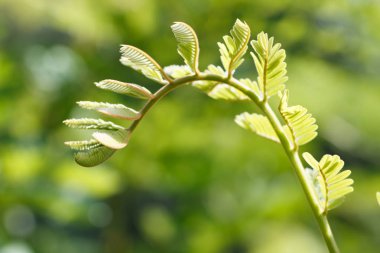 ateş yaprakları kapatmak