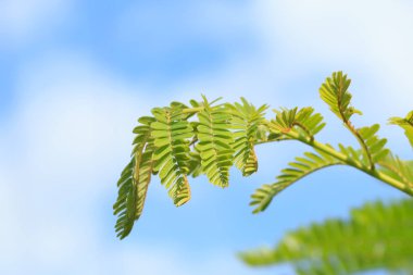 gökyüzü arka plan yapraklarda ateş yukarıya kapatmak