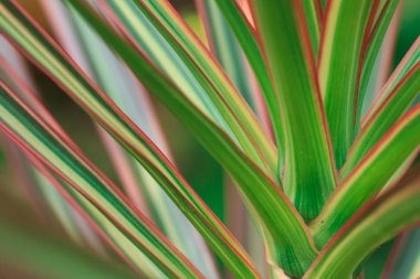 Yaprakların renk kadar kapatın