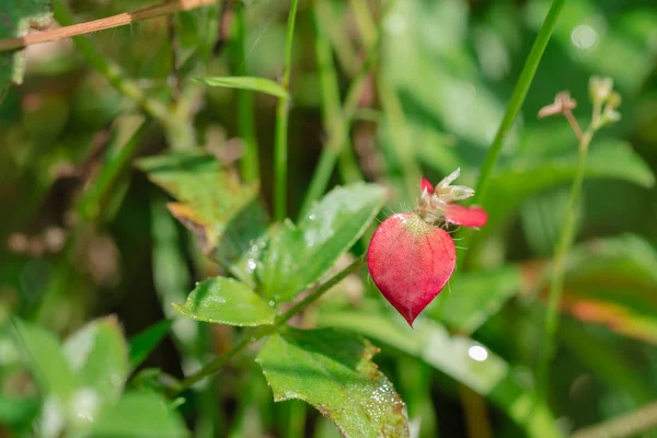 Hierba Roja Sale Después Lluvia Luz Del Sol Fotografiada Con — Foto de Stock