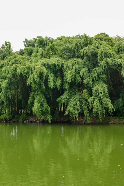 Bataklık boyunca yeşil çalılar
