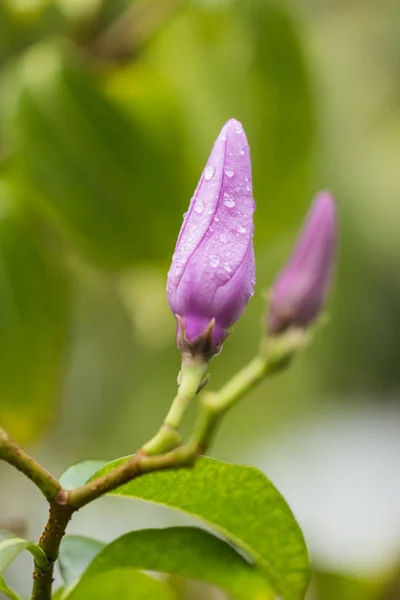 Fioritura Fiore Viola Con Gocce Pioggia — Foto Stock
