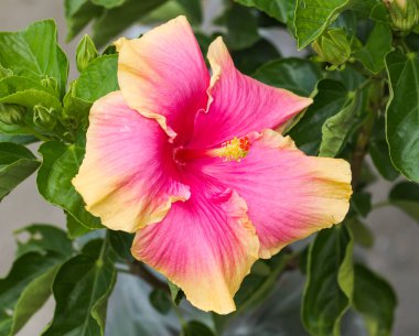 doğada Hibiscus çiçek 