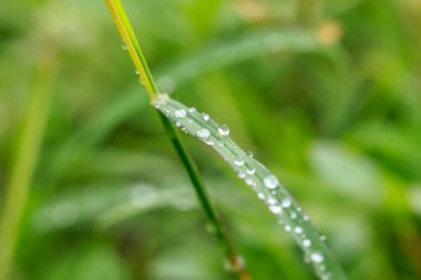 Çim yapraklarda su damlaları