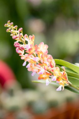 Turuncu Orkide Bahçe