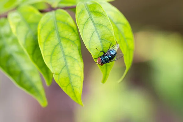 Rovar Fly Levél — Stock Fotó