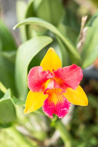 Flor Amarela Vermelha Orchid Cattleya Flor Mola — Fotografia de Stock