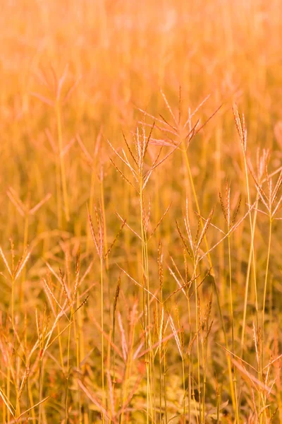 Wiesenblumenfeld Unter Sonnenschein — Stockfoto