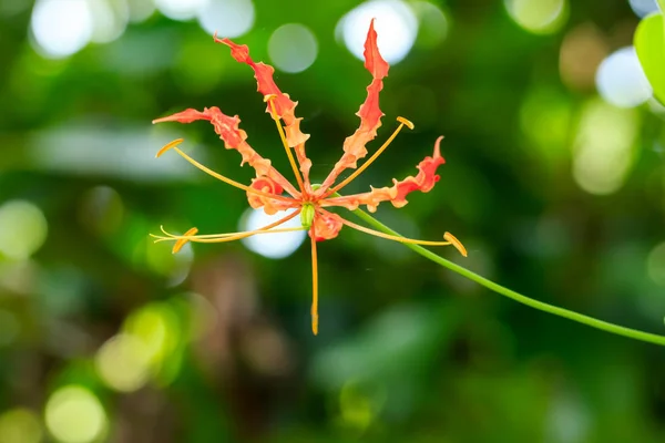 Gloriosa Superba Fiore Sulla Natura Bokeh Sfondo — Foto Stock