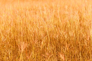 Çimen çiçek alan güneş ışığı altında 