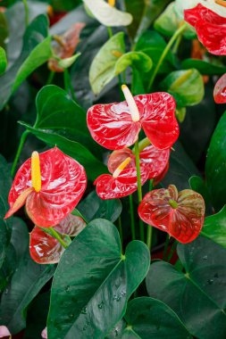 Grup kırmızı Spadix