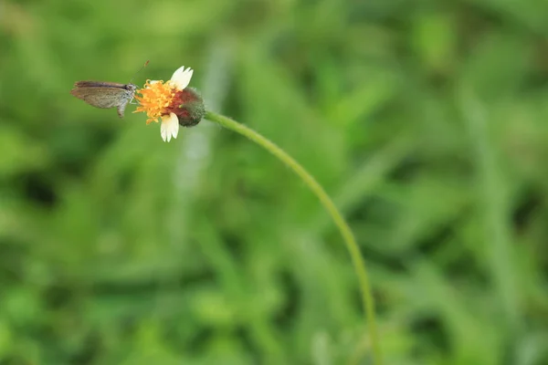 Pillangó a virág, fű — Stock Fotó
