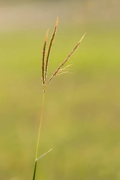 Grasblume aus nächster Nähe — Stockfoto