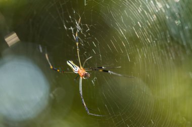 Ormanda örümcek ağı üzerinde Spider