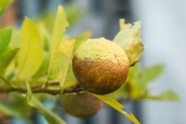 Close up Lemon were eaten by thrips — Stock Photo, Image