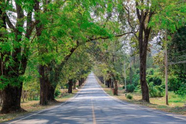 Ağaçların arasındaki yol