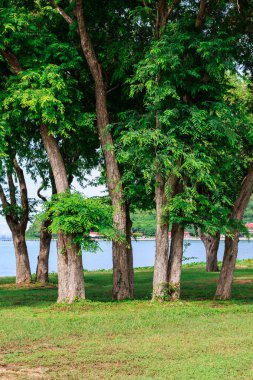 Deniz kenarında Tamarind ağacı