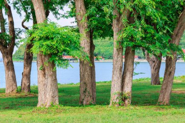Deniz kenarında Tamarind ağacı