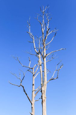 Mavi gökyüzü arka planda büyük yapraksız ağaç 