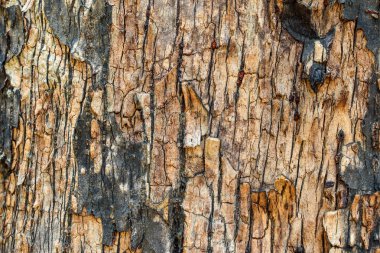 Eski kabuk desenleri