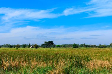 Mavi gökyüzünün altındaki bir tarlada kulübe