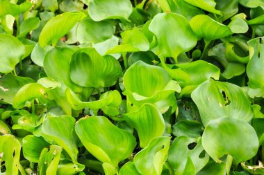 bir havuzda kalabalık su sümbül 