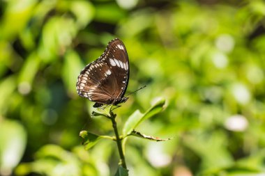 Kahverengi Kelebek ağacı üzerinde