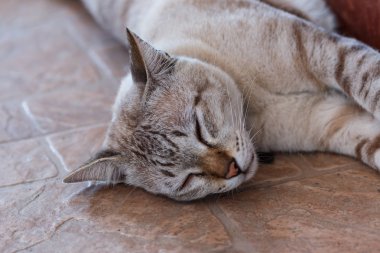 sevimli bir Tay kedi yakın