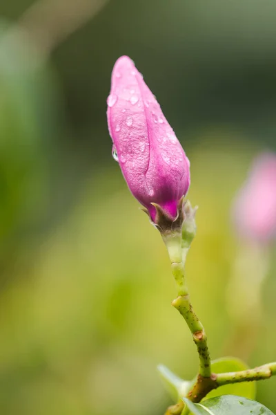 Budding pink flower with Raindrops