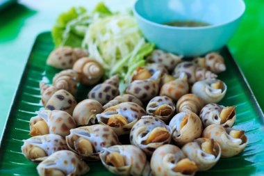 plaka üzerinde benekli babil 