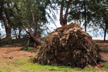 Fırtınadan düşen çam ağaçları