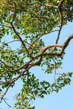 Güneş altında büyük yeşil ağaç 