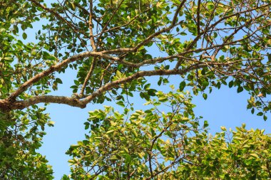 Güneş altında büyük yeşil ağaç 