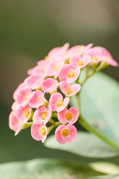 Euphorbia milii o corona di spine è una specie di fiore pla — Foto Stock