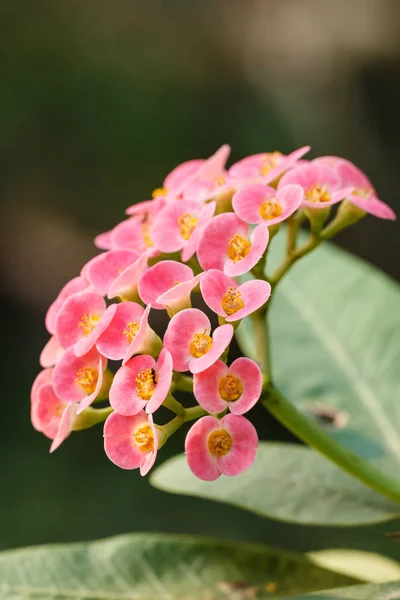 Euphorbia milii o corona di spine è una specie di pianta da fiore — Foto Stock