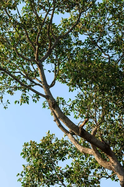 Большое зеленое дерево под солнцем — стоковое фото
