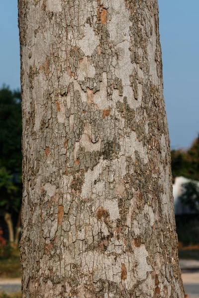 Grande tronco de árvore de borracha (Dipterocarpus alatus ) — Fotografia de Stock