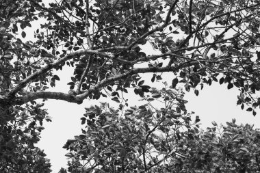 Siyah beyaz tonda güneş ışığı altında büyük yeşil ağaç