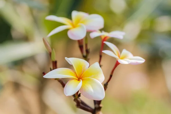 Plumeria rosa e gialla in Thailandia — Foto Stock